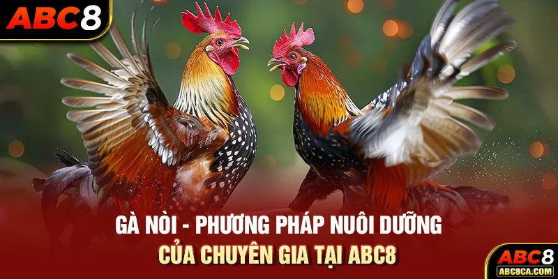 Gà Nòi - Phương Pháp Nuôi Dưỡng Của Chuyên Gia Tại ABC8