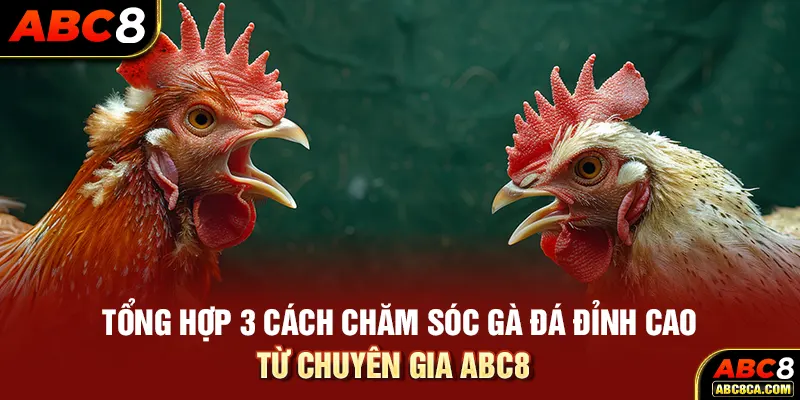 Tổng Hợp 3 Cách Chăm Sóc Gà Đá Đỉnh Cao Từ Chuyên Gia ABC8 