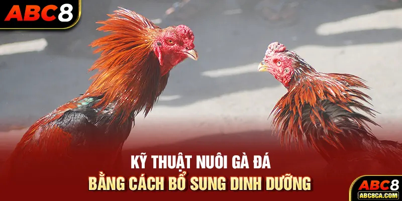 Kỹ thuật nuôi gà đá bằng cách bổ sung dinh dưỡng