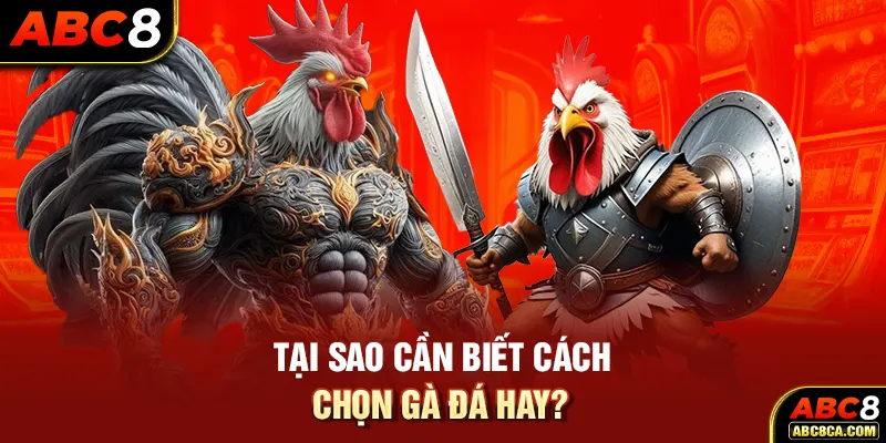 Tại sao cần biết cách chọn gà đá hay?