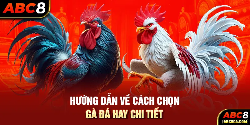 Hướng dẫn về cách chọn gà đá hay chi tiết 