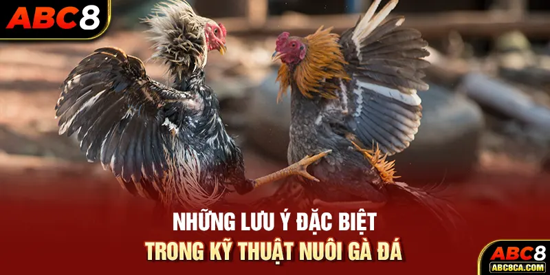 Những lưu ý đặc biệt trong kỹ thuật nuôi gà đá