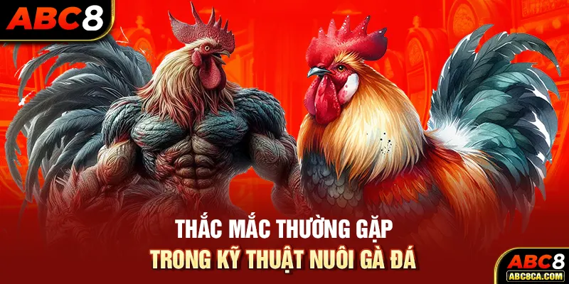 Thắc mắc thường gặp trong kỹ thuật nuôi gà đá